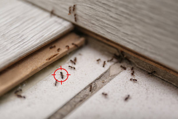 Best Termite Control Services  in Bethel Manor, VA