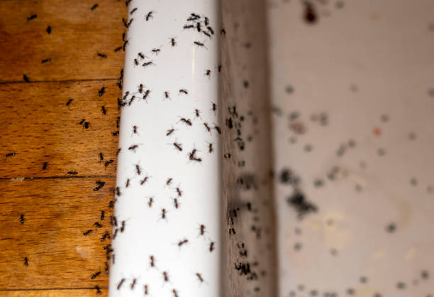Bethel Manor, VA Pest Control Company